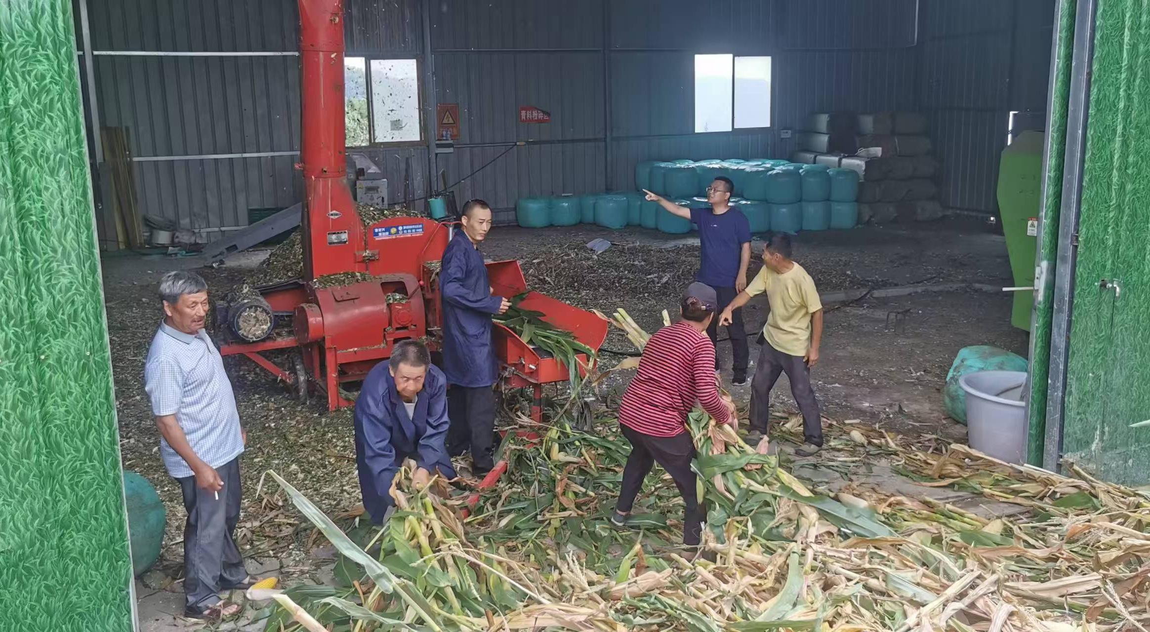 李杰超（右二）組織收購村民玉米、開展飼草加工